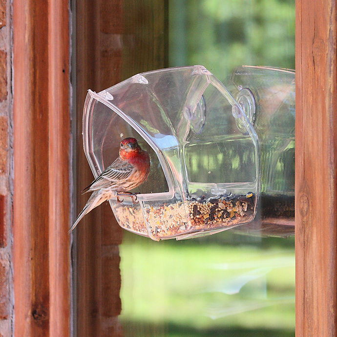 Window Feeder