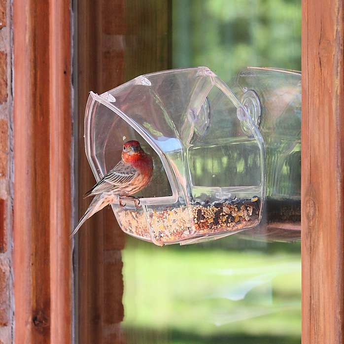 Window Feeder