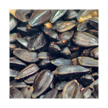 Black Oil Sunflower Seed