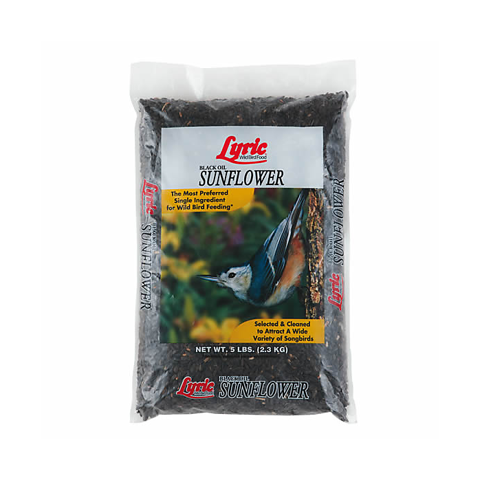 Black Oil Sunflower Seed