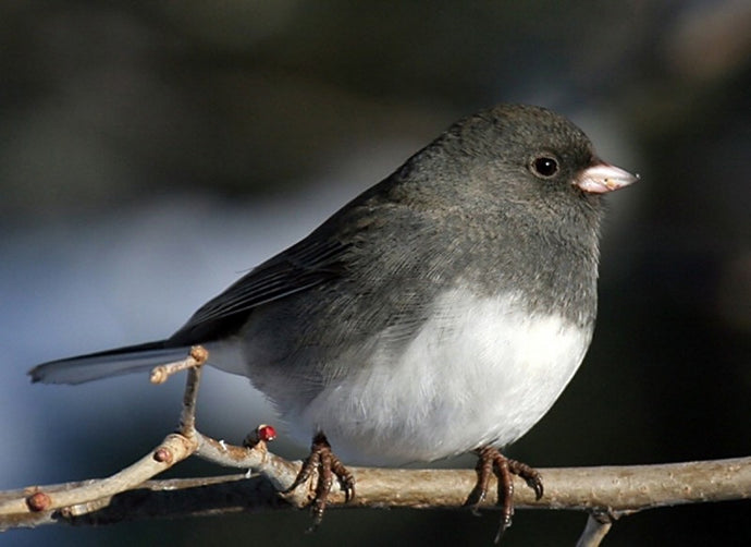Dark-Eyed Junco