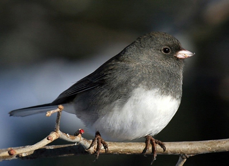 Dark-Eyed Junco